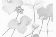 Hepatica - Nina Kilpatrick