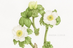 Trollius albiflorus - Jacinthe Lavoie