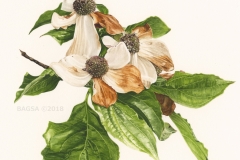Western Flowering Dogwood - Sherry Mitchell