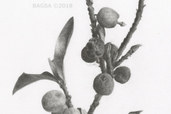 Elaeagnus commutata - Ann Purdy