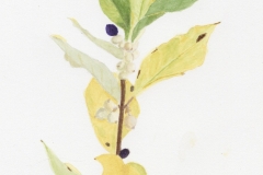 Symphoricarpos occidentalis - Judy Sterner