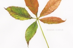 Ohio Buckeye - Linda Tanaka