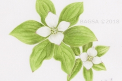 Cornus canadensis - Sonia  Uiting