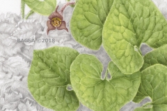 Asarum canadense - Barbara Van Blomestein