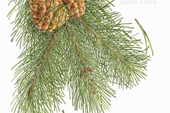 Pinus contortus - Margaret Best