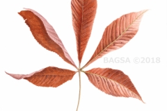 Ohio Buckeye - Suzanne Sanders