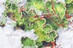 Peltigera leucophlebia - Babette Blindert