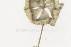 Cornus canadensis - Susan Boland