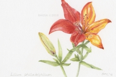 Lilium philadelphicum - Janet Campbell