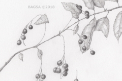 Pin Cherry-Prunus pensylvanica - Sara-Jane Gruetzner