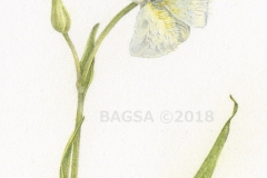 Calochortus-full bloom - Karen Humphrey