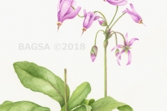 Dodecatheon meadia - Frances Jamieson