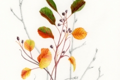 Amelanchier alnifolia - Suzanne Sanders
